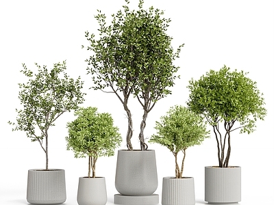 盆栽 现代盆栽植物组合 落地盆栽 马醉木 金钱榕 橄榄树