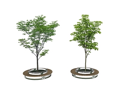 乔木 景观树 2D树池乔木 行道树