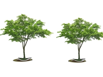 乔木 2D景观树 行道树 树池乔木