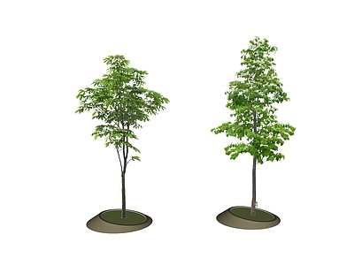 乔木 2D乔木 景观树 树池乔木 行道树