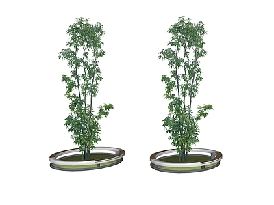 竹子 2D绿竹 树池竹子