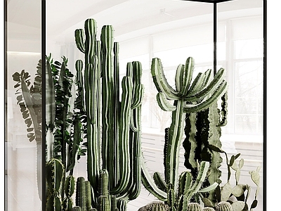 现代沙漠植物 仙人掌 绿植池 植物堆 热带植物造景