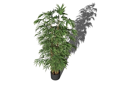 竹子 盆栽竹子 树池竹子 竹子 竹