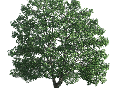 现代其它HDR 免抠植物树木 乔木