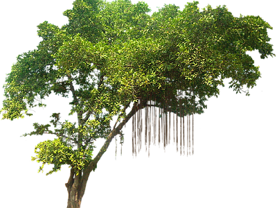 现代其它HDR 免抠植物树木 乔木