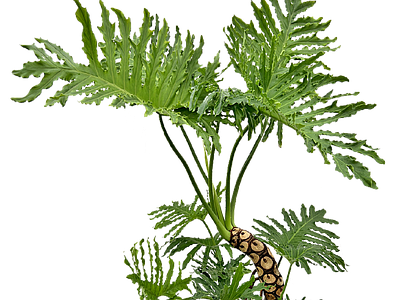 现代其它HDR 免抠植物树木 乔木