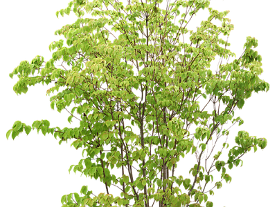 现代其它HDR 免抠植物树木 乔木