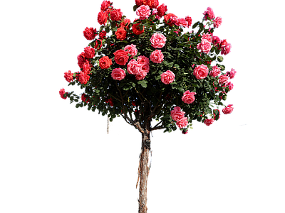 现代其它HDR 免抠植物树木 乔木