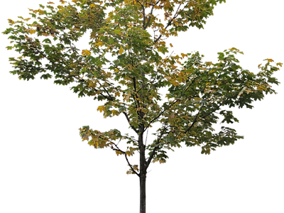 现代其它HDR 免抠植物树木 乔木