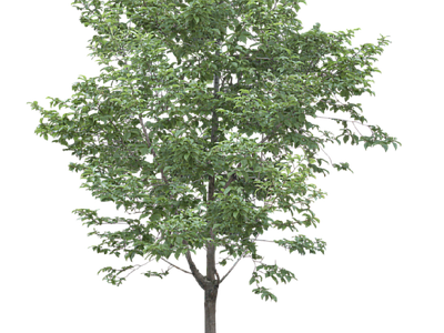 现代其它HDR 免抠植物树木 乔木