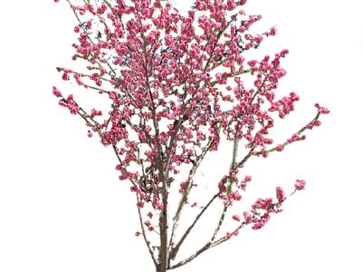 现代其它HDR 免抠植物树木 乔木