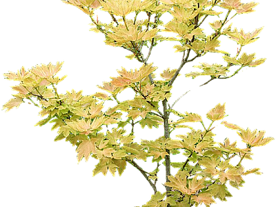 现代其它HDR 免抠植物树木 乔木