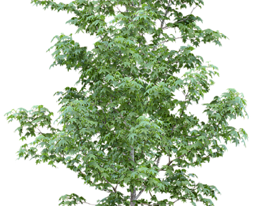 现代其它HDR 免抠植物树木 乔木