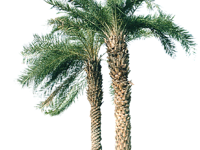 现代其它HDR 免抠植物树木 乔木