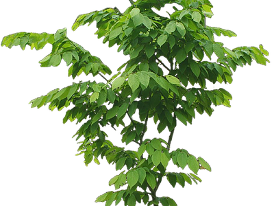 现代其它HDR 免抠植物树木 乔木