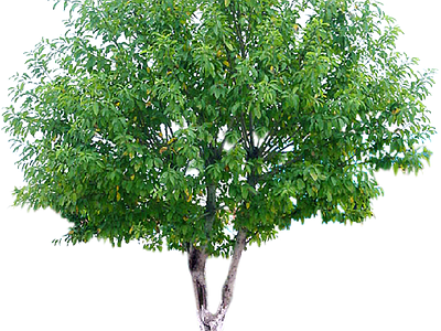 现代其它HDR 免抠植物树木 乔木