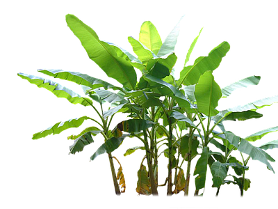 现代其它HDR 免抠植物树木 乔木