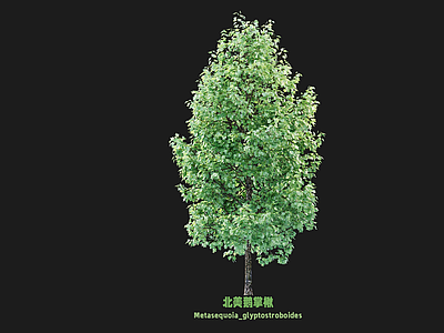 乔木 鹅掌楸