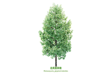 乔木 鹅掌楸 枫树 景观树