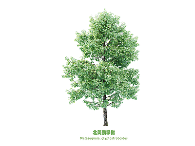乔木 鹅掌楸