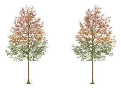 乔木 娜塔莉 景观树