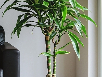 盆栽 现代富贵竹绿植 室内绿植盆栽