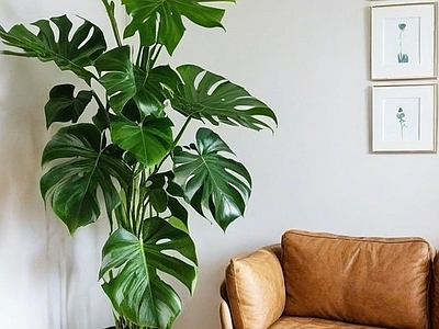 盆栽 现代室内植物 现代龟背绿植 现代绿植盆栽