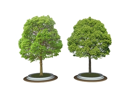 乔木 2D乔木 景观树 树池乔木 行道树
