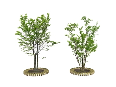 乔木 2D景观树 行道树 树池乔木