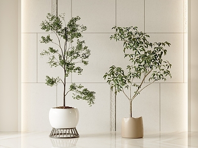 盆栽 松树 现代 家居植物