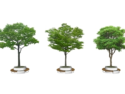 乔木 2D行道树 景观树 树池乔木 行道树