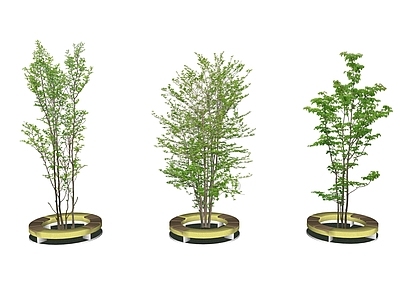 乔木 2D景观树 景观树 树池乔木 行道树