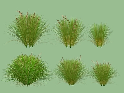 花草 观赏草 草 麦冬草 矮麦冬 龙须草
