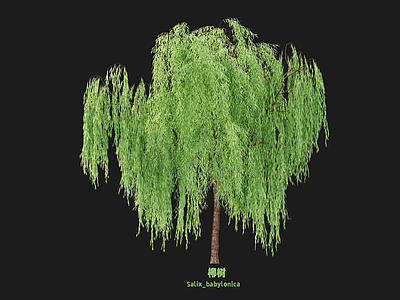 乔木 柳树