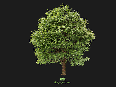 乔木 椴树 大树