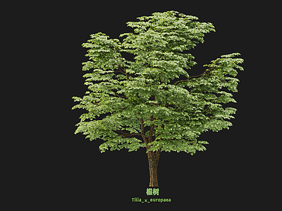 乔木 椴树 大树