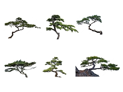 乔木 2d精品松树 2d造型松