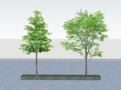 乔木 2D景观树 行道树 树池乔木