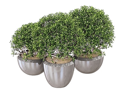 盆栽 盆栽 观赏植物 盆景 景观绿植 球形盆栽