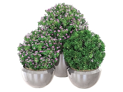 盆栽 盆栽 观赏植物 盆景 景观绿植 球形盆栽 户外盆栽