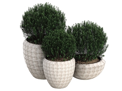 盆栽 盆栽 观赏植物 盆景 景观绿植 球形盆栽 户外盆栽