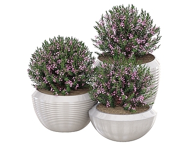 盆栽 盆栽 观赏植物 盆景 景观绿植 球形盆栽 盆栽花 户外盆栽 花卉