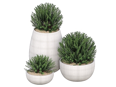 盆栽 盆栽 观赏植物 盆景 景观绿植 球形盆栽 盆栽花 户外盆栽 花卉