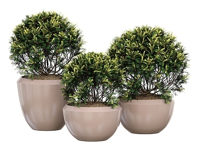 盆栽 盆栽 观赏植物 盆景 景观绿植 球形盆栽 盆栽花 户外盆栽 花卉