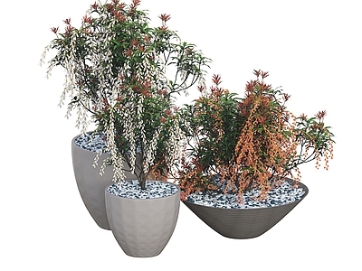 盆栽 盆栽 观赏植物 盆景 景观绿植 球形盆栽 盆栽花 户外盆栽 花卉