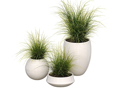 盆栽 盆栽 观赏植物 盆景 景观绿植 球形盆栽 盆栽花 户外盆栽 花卉