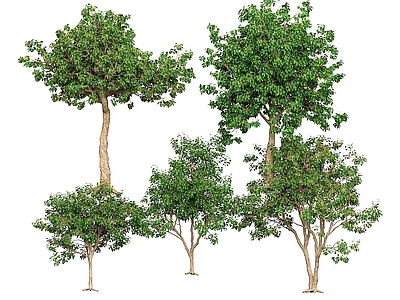 乔木 海滨破布木 乔木 橙花破布木 树木 景观树 观赏树