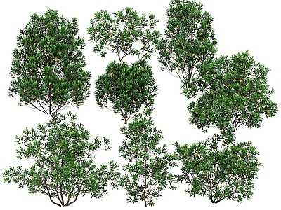 灌木 山扁豆 景观植物 毛叶金虎尾 灌木 观赏植物