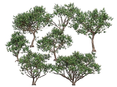 景观树 黄槿 乔木 灌木 景观植物 景观树
