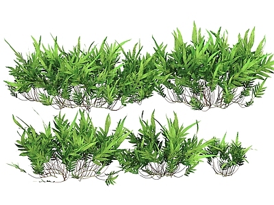 灌木 蕨类植物 灌木 水草 水藻 植物